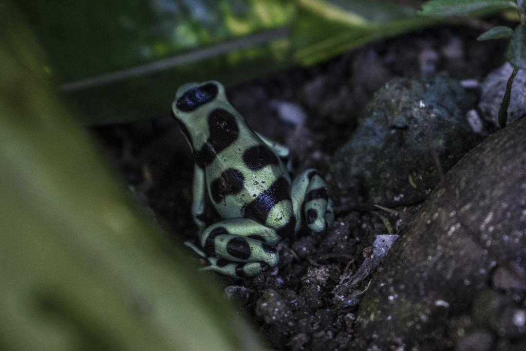 Atlantida Lodge Cahuita Kültér fotó