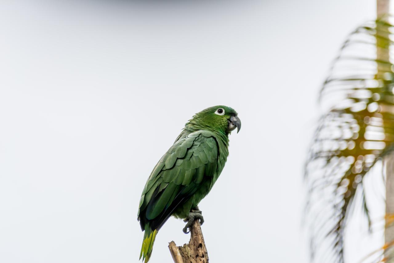 Atlantida Lodge Cahuita Kültér fotó